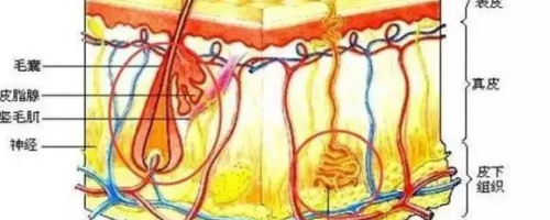 夏天來(lái)啦：激光脫毛疼不疼？要做幾次？