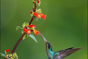 2020內(nèi)蒙古世紀(jì)口腔醫(yī)院整形價(jià)格表(價(jià)目表)全新發(fā)布