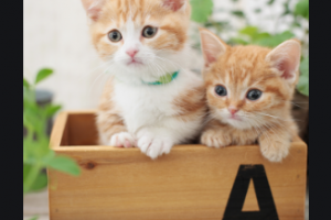 2020云南省郵電醫(yī)院博遠(yuǎn)激光醫(yī)學(xué)整形美容科整形價格表(價目表)全新發(fā)布