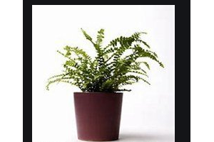 2020西昌牙博士口腔門診部整形價格表(價目表)全新發(fā)布